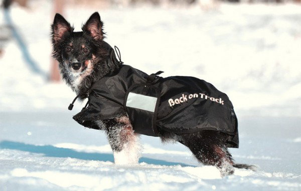 3220_standaardeken_hond_winter_1FOD88FQXBsgrl