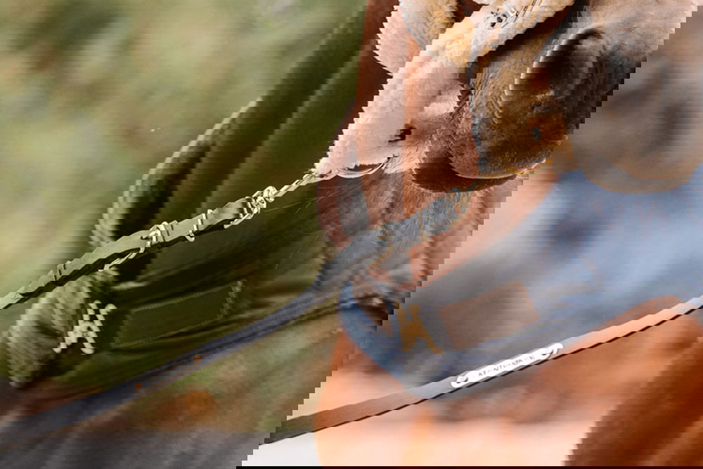 High Quality Horse Leashes buy online FUNDIS Equestrian