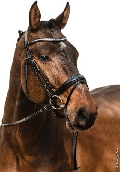 Schockemöhle Sports Bridle Brantford, Swedish Combined, without Reins