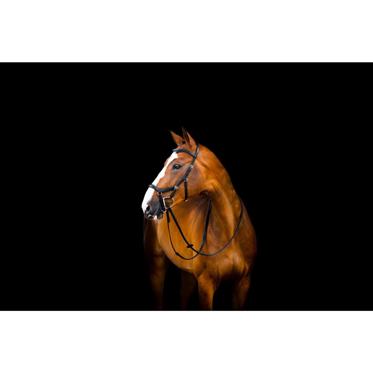 Rambo Micklem Multi Bridle New Negro
