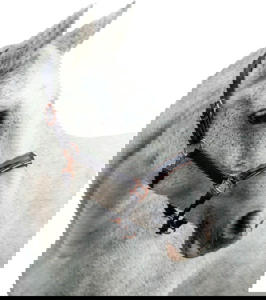 Bridlery Halfter Eternity, Lederhalfter, braun