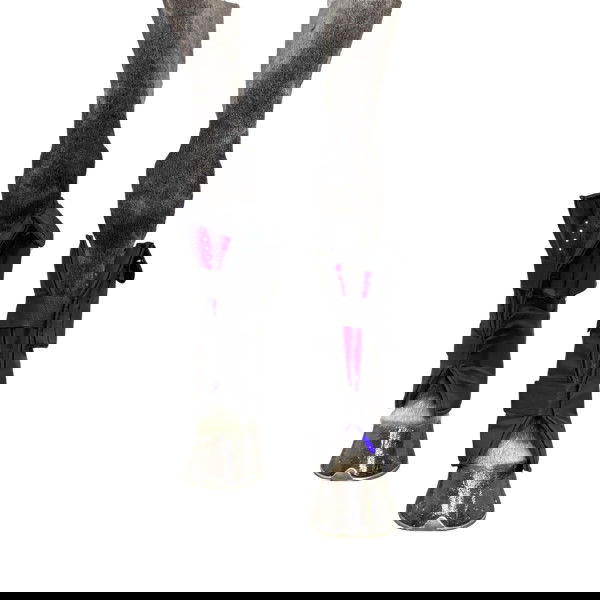 Equine LTS Tehrapie Boot LED Light Therapy Supreme, Mobile App, 1 Piece