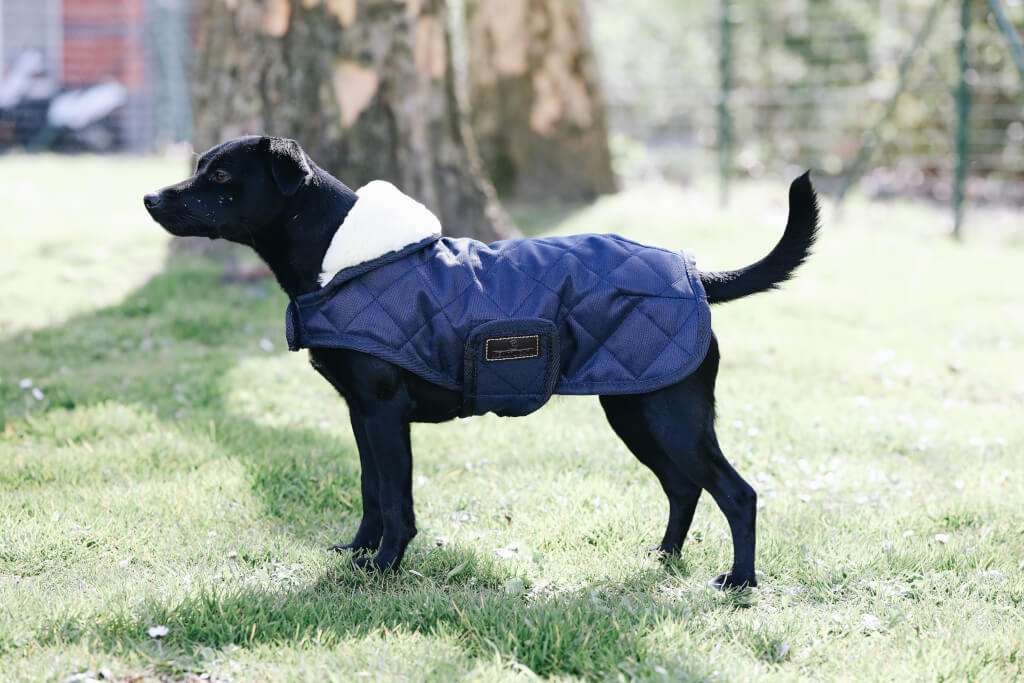 Kentucky Original Dog Coat - Navy