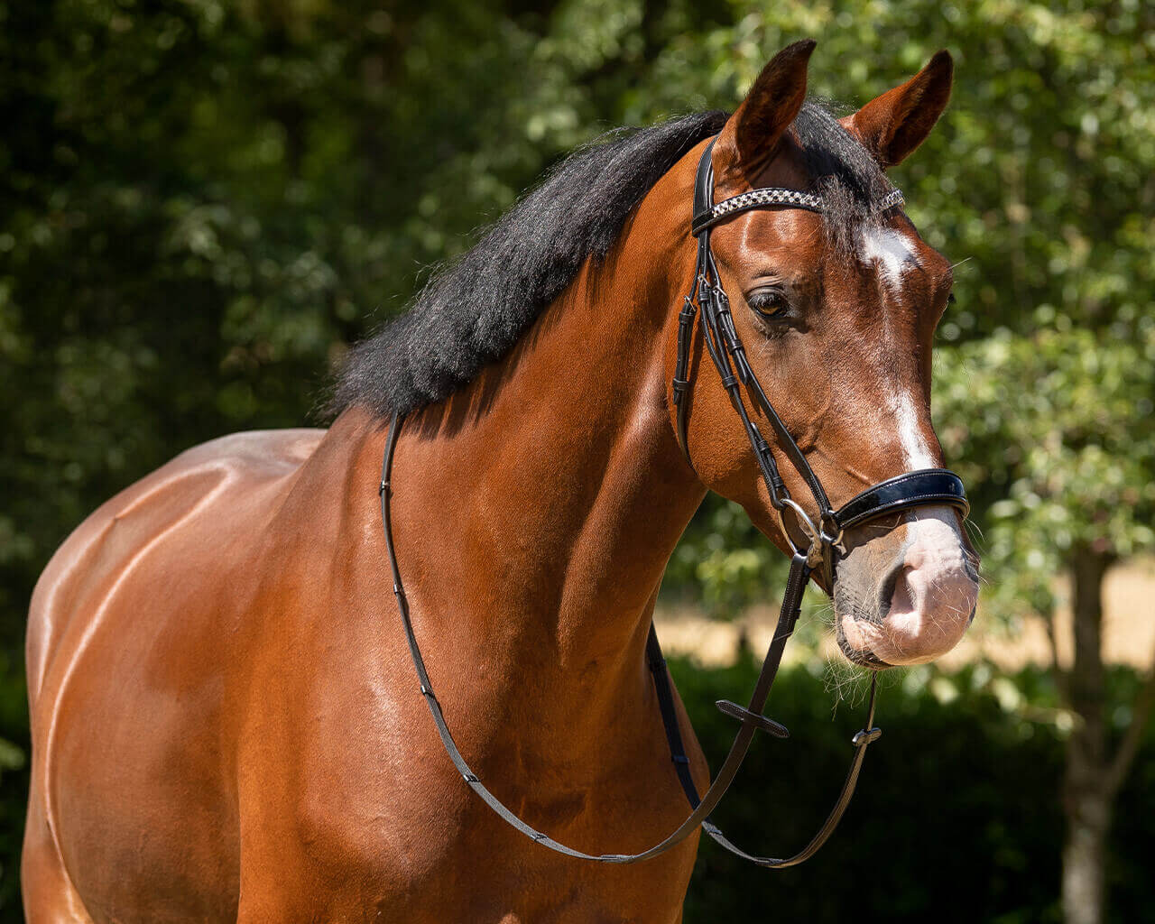 Qhp Bridle With Dropped Noseband Phaedra 