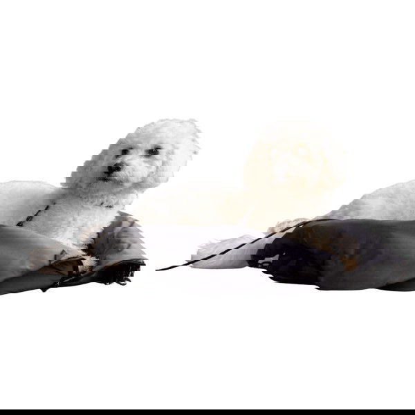 Kingsland Dog Bag KLmacey FW25, with Pillow