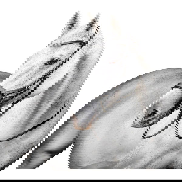 Horseware Trense Micklem 3 Competition Bridle, ohne Zügel