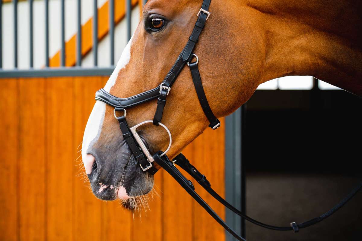 Horseware Bridle Micklem 2 Deluxe Competition | FUNDIS Equestrian