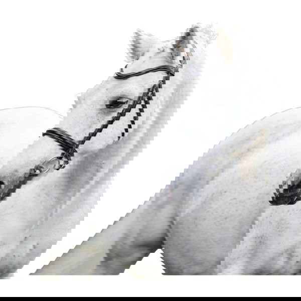 Horseware Bridle Pony Flash FW25, Swedish Combined, without Reins