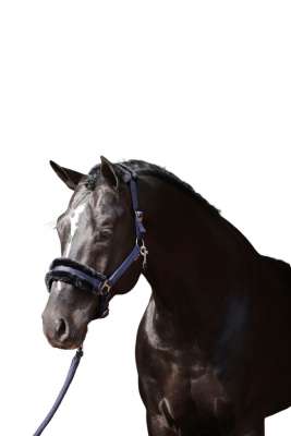 Covalliero Halfter Classic Soft, Kunstfellhalfter