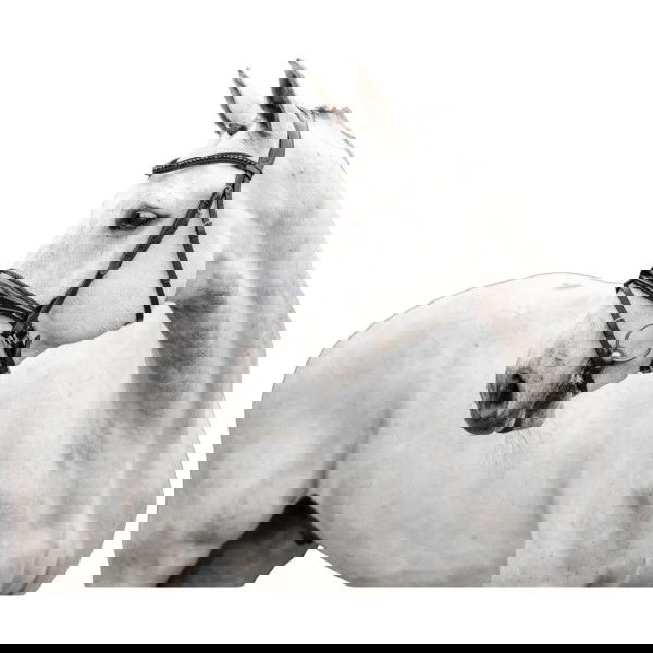 Horseware Trense Diamante Flash HW25, schwedisch kombiniert, ohne Zügel