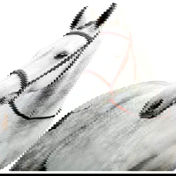 Horseware Bridle Hunter Cavesson FW25, English Nosebands, with Reins, without Locking Strap