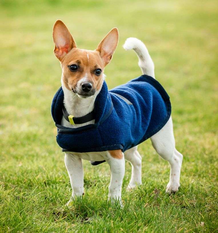 Gold Paw Hundemantel – Kariertes Fleece, Größe 48, Blau – Super Weich & Dehnbar