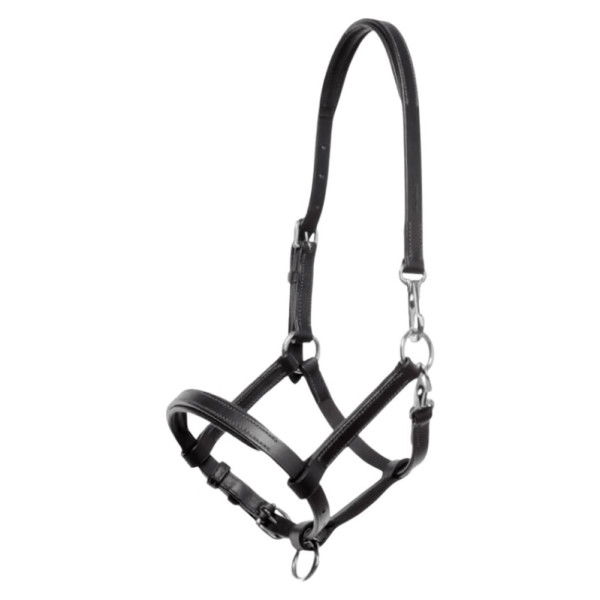 Kavalkade Halter, Foal Halter, Yearling Halter, Leather Halter