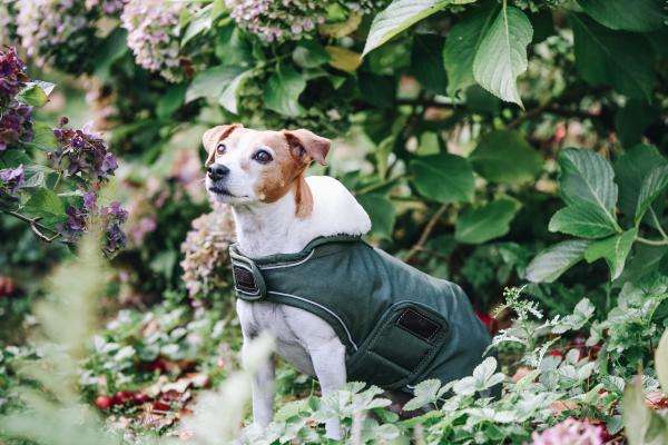 Kentucky Dogwear Hundemantel Waterproof, 300g | FUNDIS Reitsport