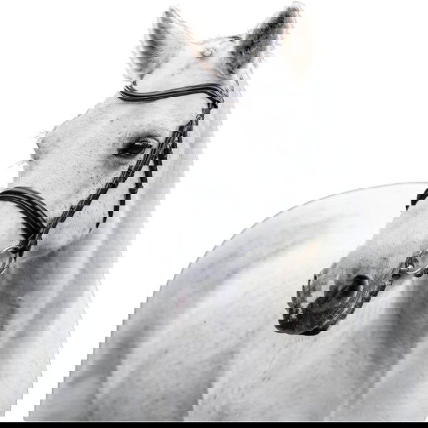 Horseware Trense Cavesson Pony HW25, englisches Reithalfter, ohne Sperrriemen