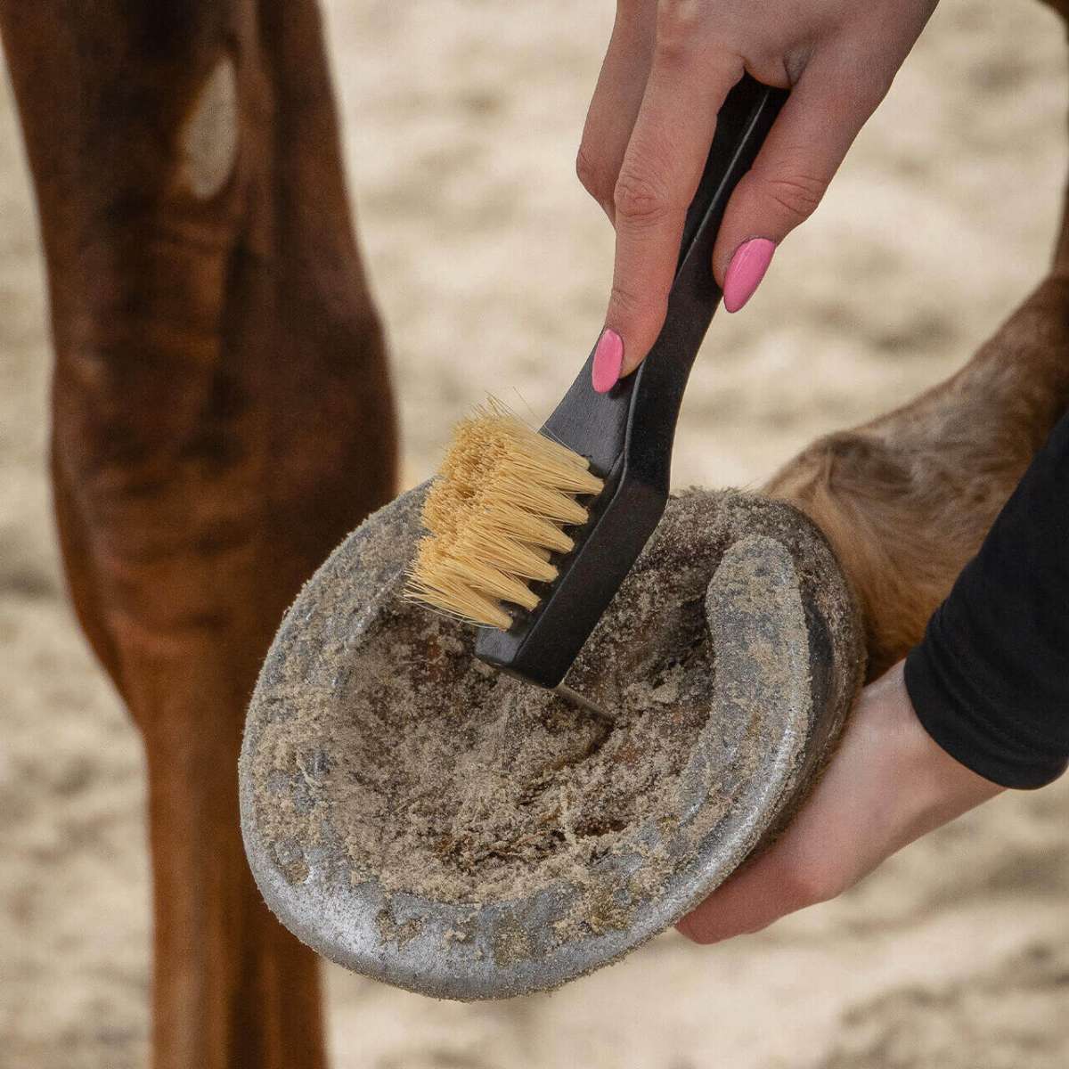 QHP Brush Set Royal | FUNDIS Equestrian