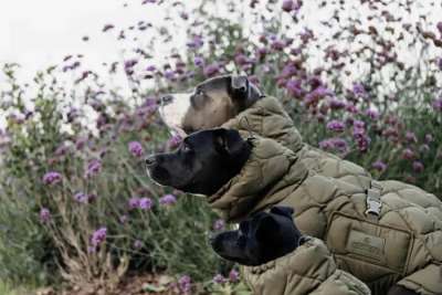 Kentucky Dogwear Online Shop | FUNDIS Equestrian