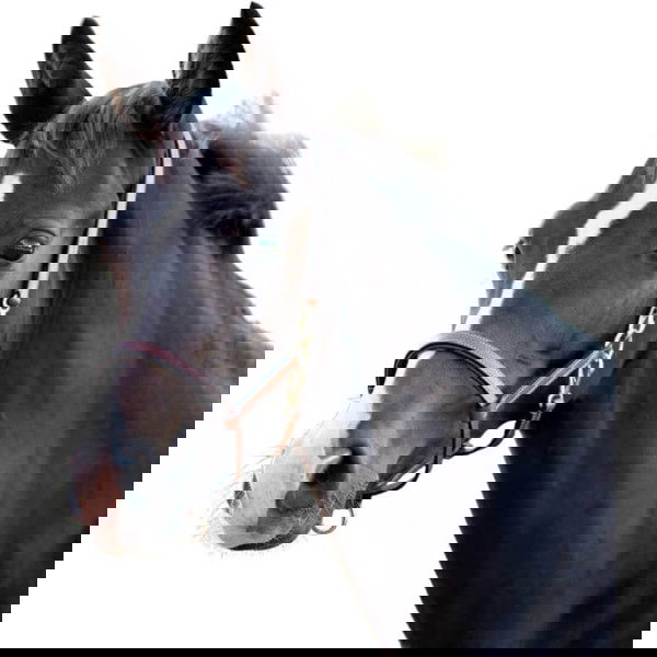 Kavalkade Halter, Foal Halter, Yearling Halter, Leather Halter