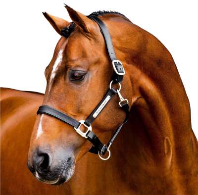 Horseware Halfter Signature Leather, Lederhalfter