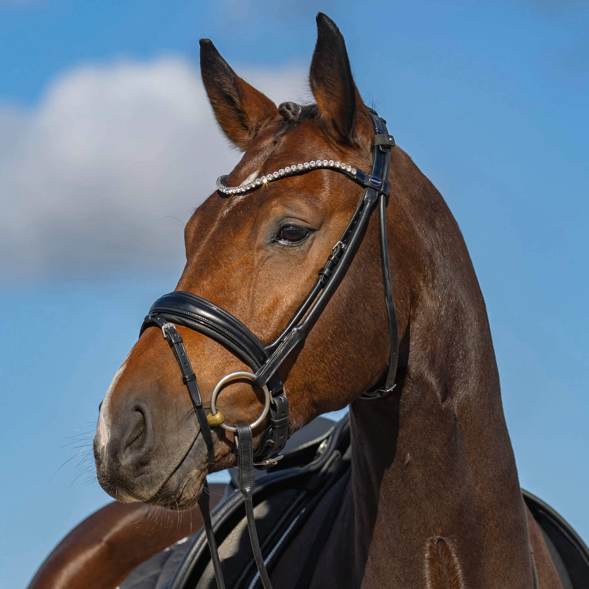 Passier Bridle Harmony | FUNDIS Equestrian