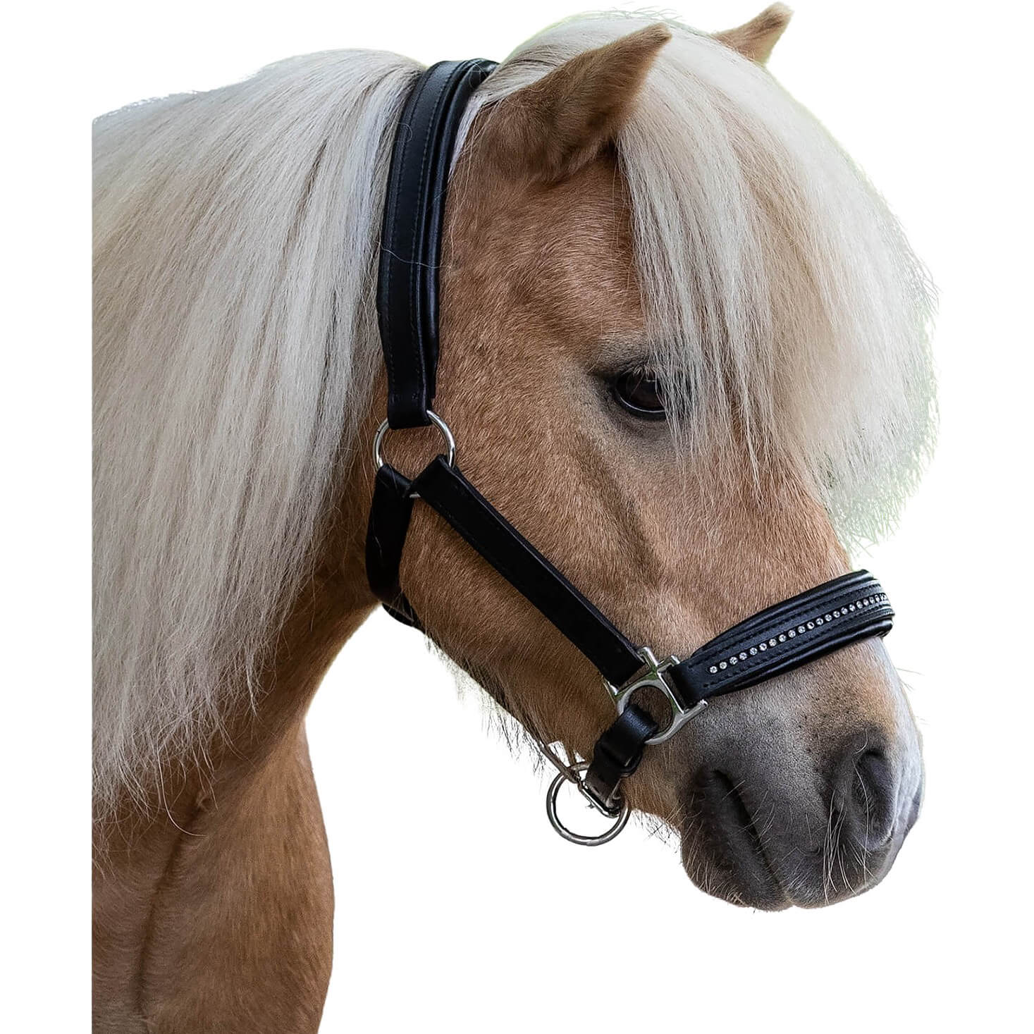 Waldhausen Star Lederhalfter Diamond