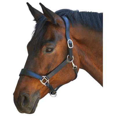 【関税込み】FRAME タン Equestrian ベルト Schneiders® Figure 8 English Jump Bridle | Schneiders