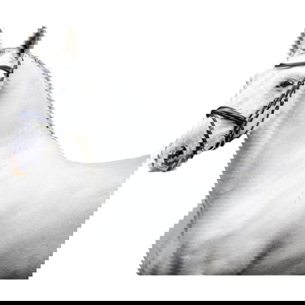 Horseware Trense Dressage Flash HW25, schwedisch kombiniert, ohne Zügel