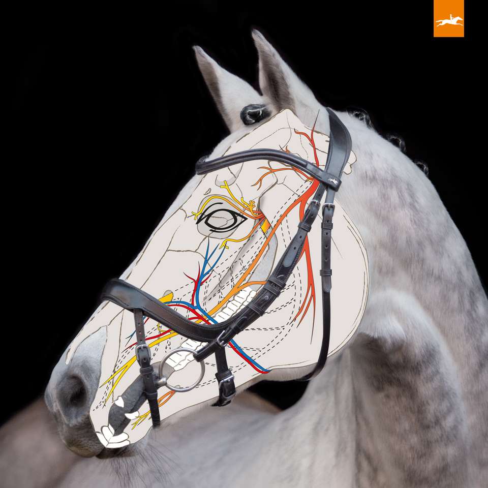 Schockemöhle Sports Anatomical Special Bridle Equitus Alpha