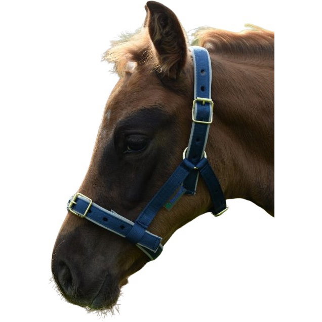 Bucas Halfter Dublin, Nylonhalfter, Fohlenhalfter