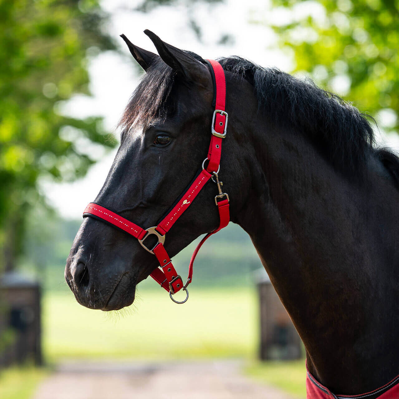 QHP Nylon Halter Oakleigh SS26 | FUNDIS Equestrian
