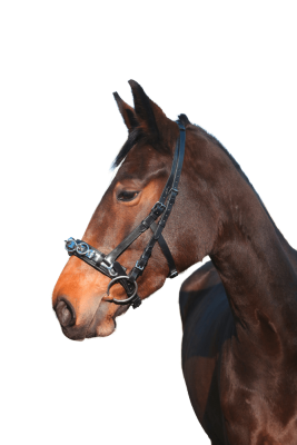 Covalliero Kappzaum Leder Exklusiv, inkl. Gebissriemen