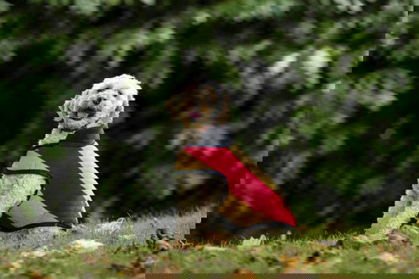 Horseware Hundemantel Newmarket Dog Fleece HW25, Hundedecke, Fleecedecke