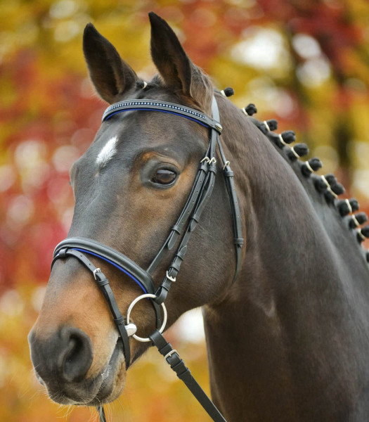 Waldhausen Bridle Star Diamond, English Combined, with Reins