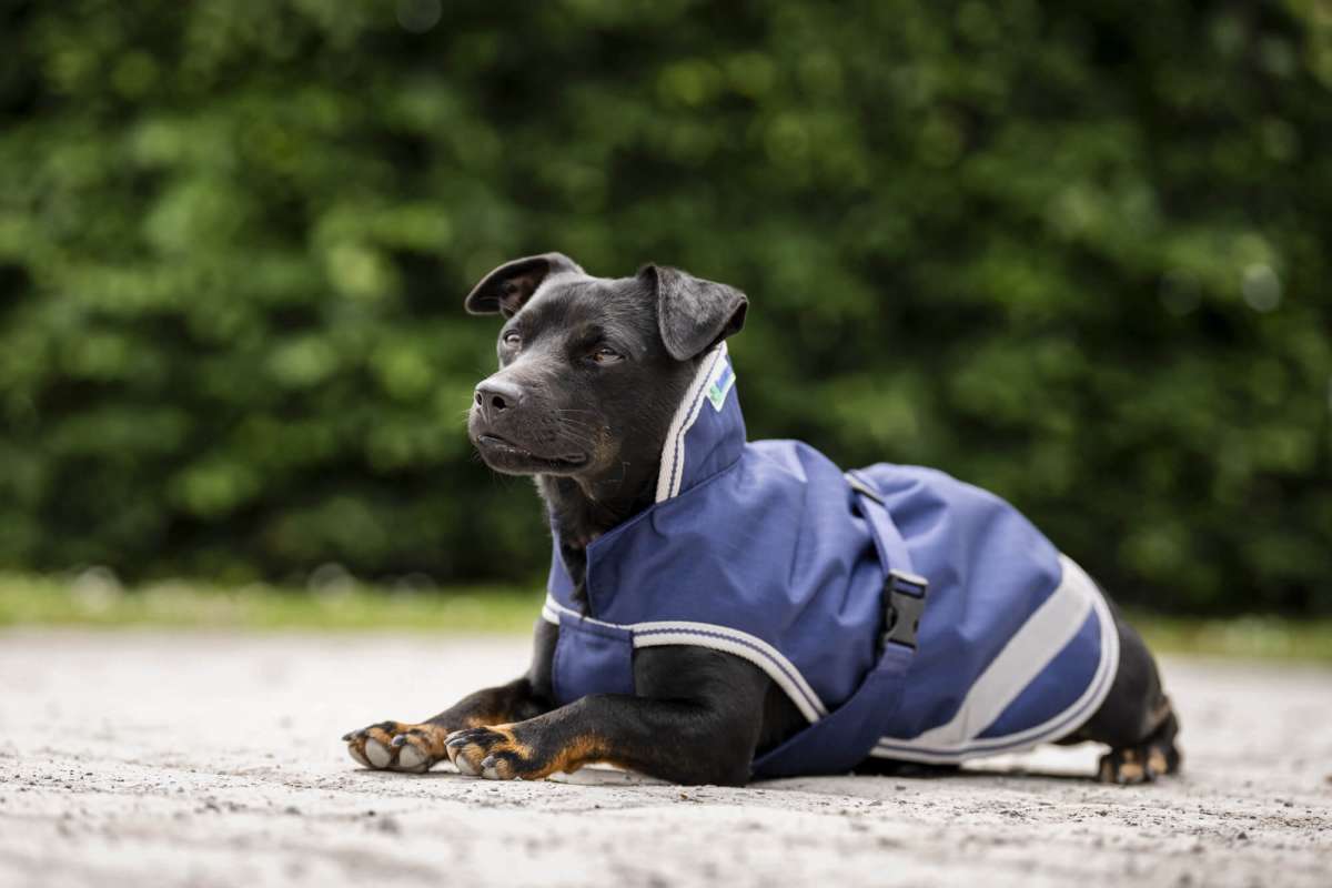 Bucas Dog Rug Freedom 50 g | FUNDIS Equestrian