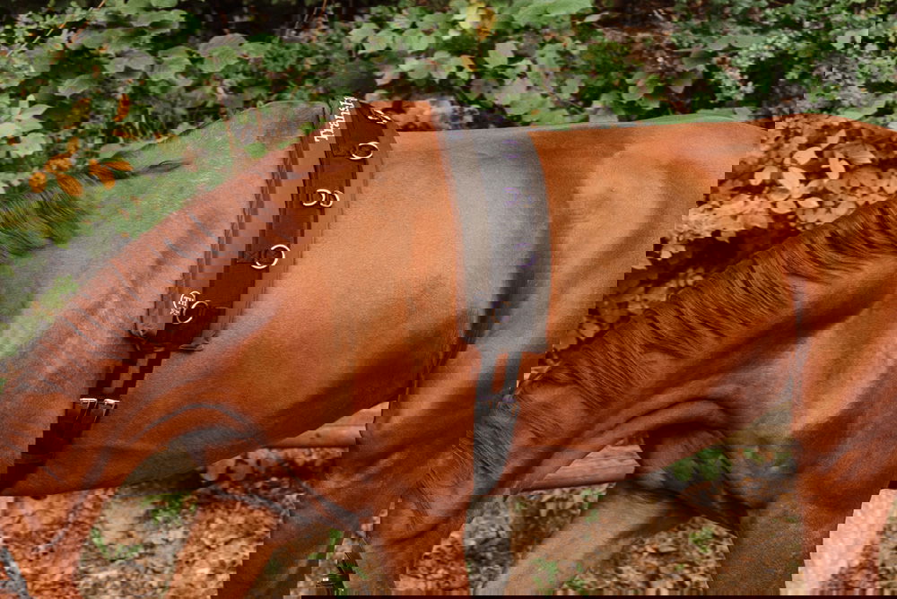 Lunging Surcingles buy online FUNDIS Equestrian