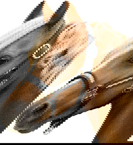 Bridlery Halfter Brilliance, Lederhalfter, Ponyhalfter