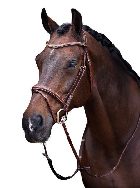 HV Polo Bridle HVPLegacy, English combined, with reins