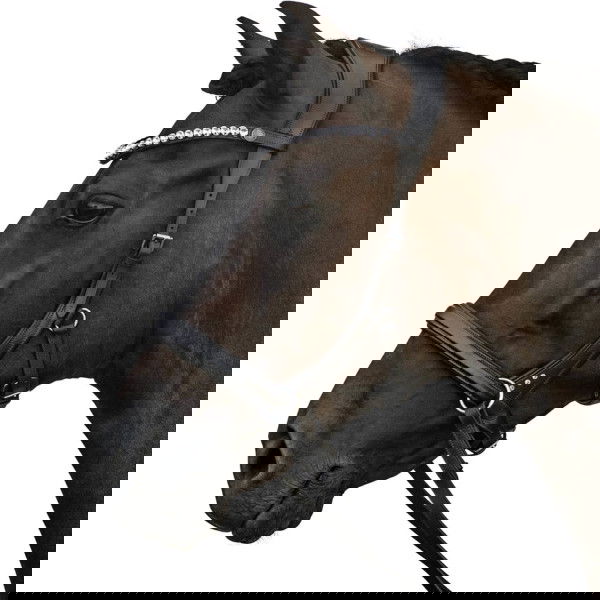 Bridlery Bridle Choice, Bitless, Sidepull, without Reins