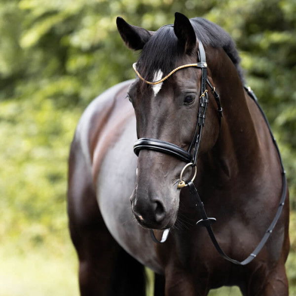 Kavalkade Bridle Clinchesse, english combined, with reins