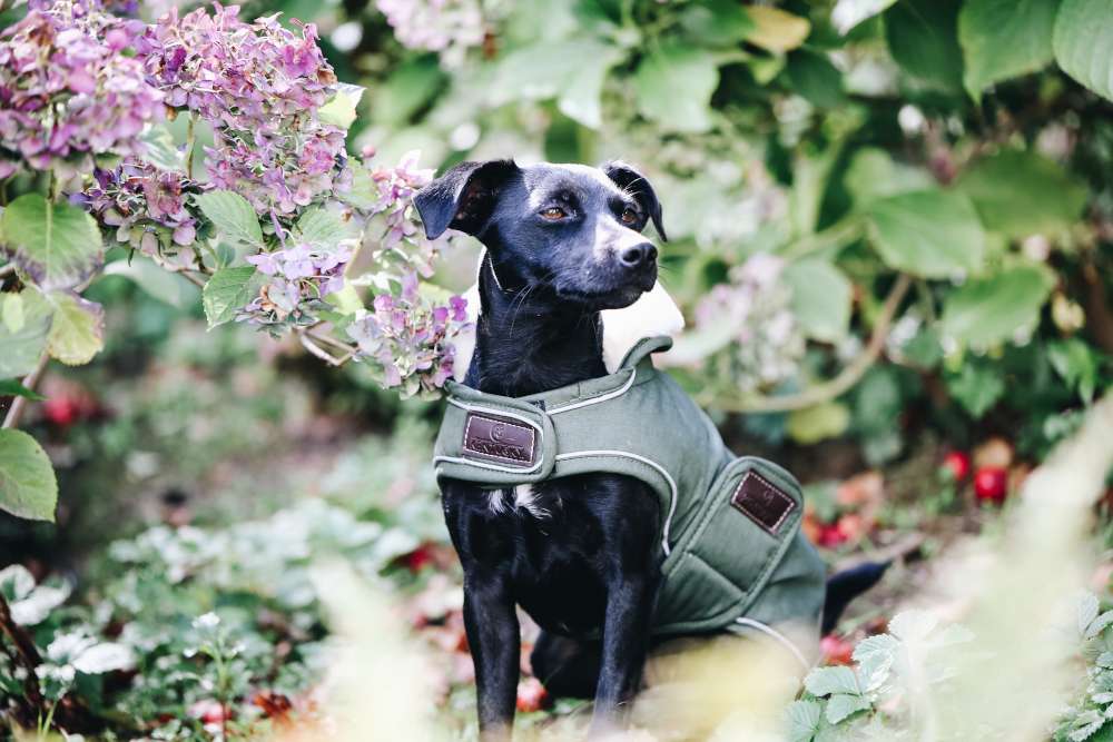 Kentucky Dogwear Hundemantel Waterproof, 300g | FUNDIS Reitsport