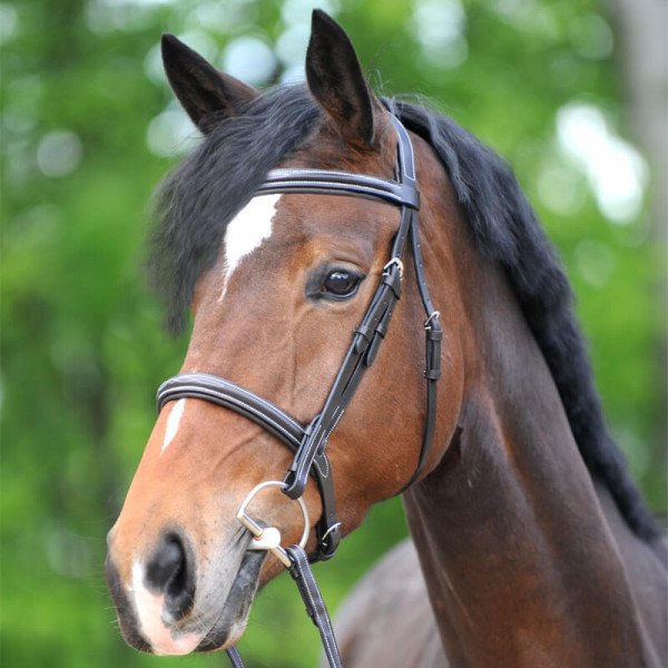 Kavalkade Hunter Bridle Akila with Combined Noseband, incl. Reins