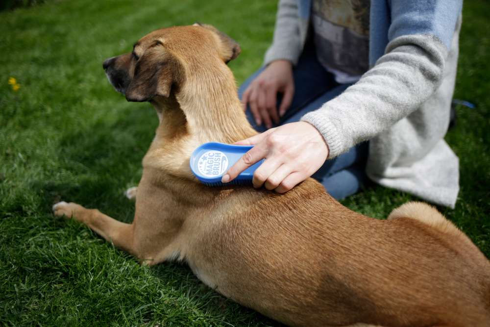 Magic brush for dogs hotsell